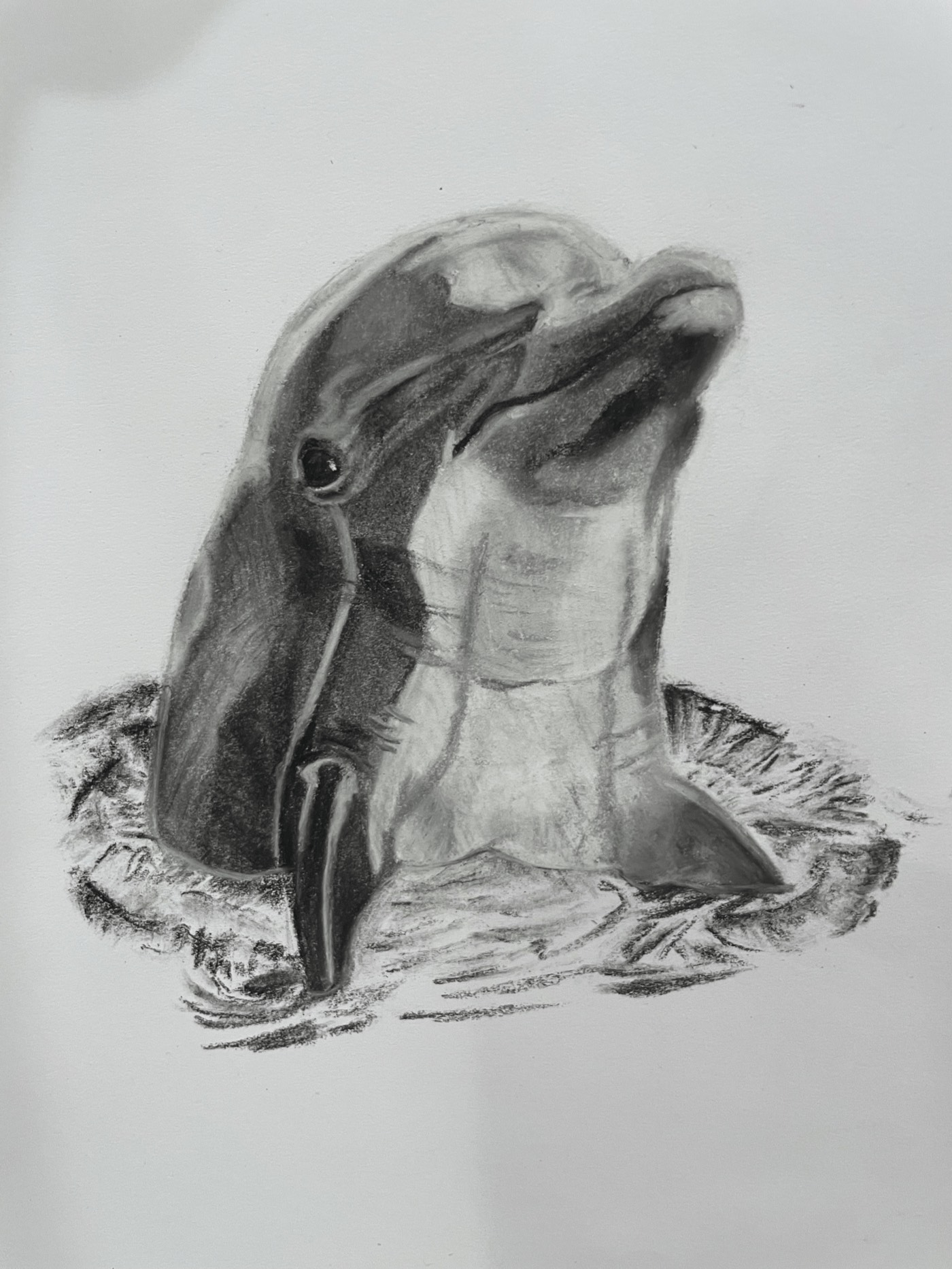Dolphin artwork